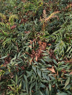 多彩叶片植物特写