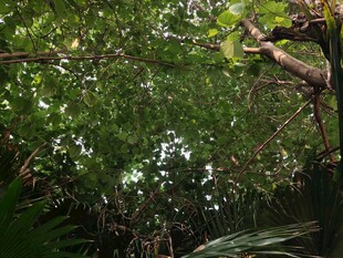 茂密丛林中的繁茂枝叶