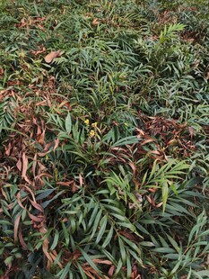 多彩枝叶植物景观