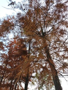 秋日挺拔的水杉树景观