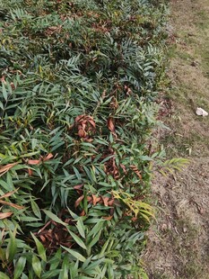 地面上的多彩植物