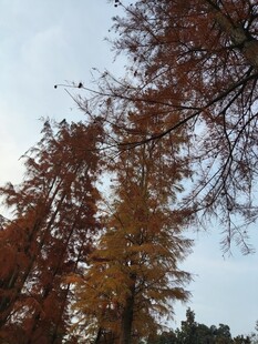 秋日金黄树木景致