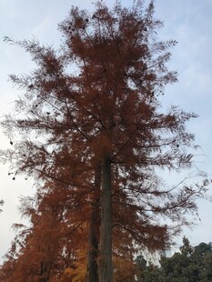 秋日红杉树美景