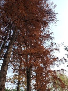 秋日红杉树景观