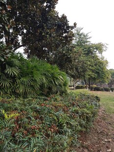 户外绿植景观一角