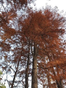 秋日红杉林景色