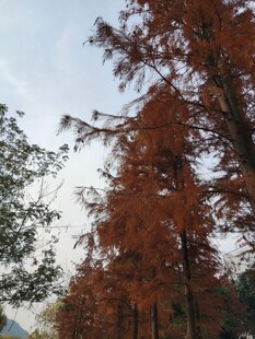 秋日红杉树美景