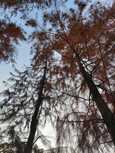 秋日挺拔松树景象