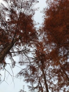 仰视秋日红杉树景观