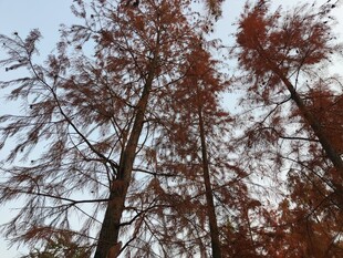 秋日红杉树景致