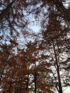 冬日红杉林树梢景致