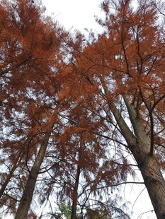 秋日红杉林美景