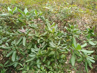 绿叶繁茂的植物景观
