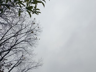 阴天里的光秃树枝