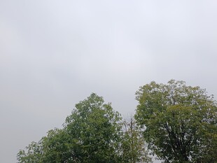 两棵绿树映衬灰蒙天空