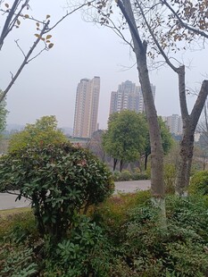 城市公园绿植与高楼景观