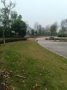 户外开阔草地与道路景观