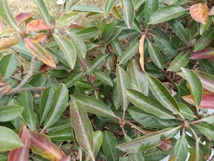 绿叶间的多彩植物景观