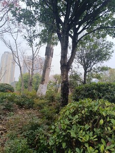 城市中的绿意盎然景观