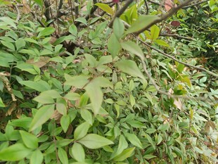 绿叶繁茂的植物景象