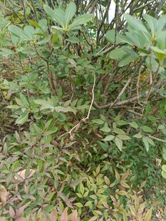 野外繁茂的绿色灌木丛