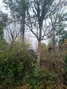 林间树木与繁茂植被景象