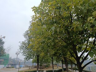 路边绿树成荫的景象