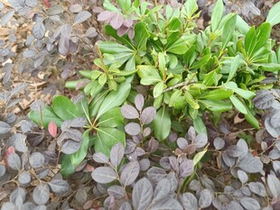 多彩叶片植物特写
