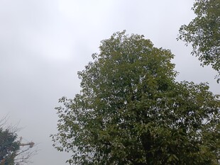 天空下的葱郁树木