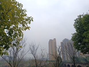 雾中城市与树木景观