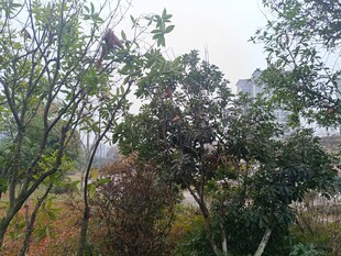 户外树林自然景观画面