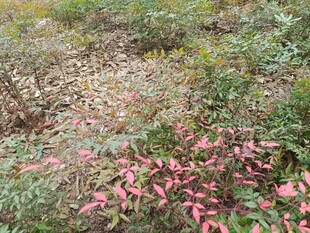 秋日多彩植物景观