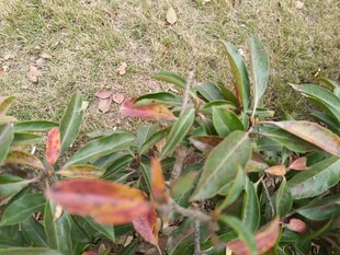 多彩叶片植物特写