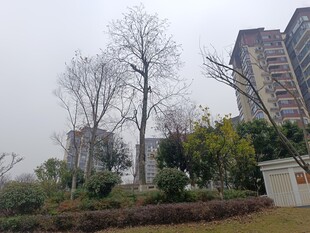 小区旁的绿化景观