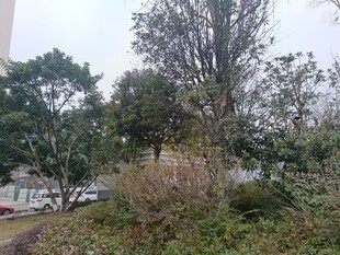 户外繁茂绿植景观