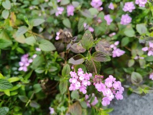 粉色小花绽放绿叶间