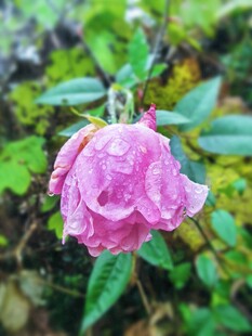 带露粉玫瑰绽放绿叶间