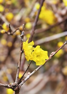 枝头绽放的明黄色小花