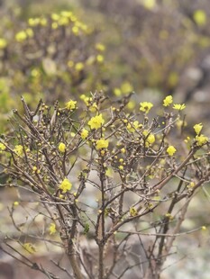 枝头绽放的黄色小花