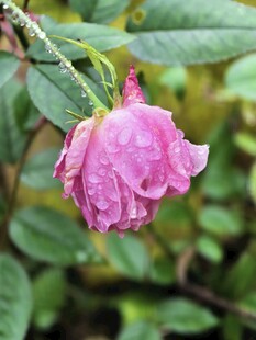 带露粉色凋零花朵