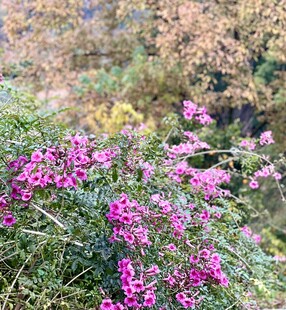 秋日绽放的艳丽紫色花卉