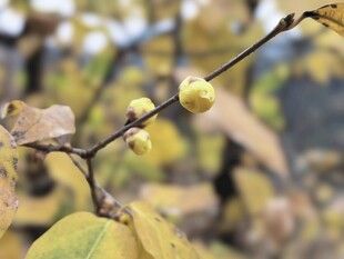 枝头黄果伴秋叶