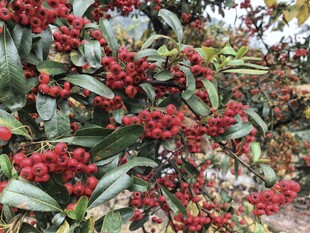 红果绿叶植物特写