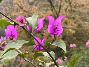 娇艳三角梅绽放枝头