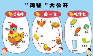 鸡的身体结构大公开