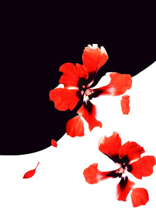 两朵绽放的红色花朵