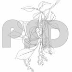 中药五味子线稿