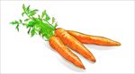手绘胡萝卜