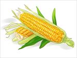 手绘玉米