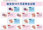 胎宝宝10个月发育全过程